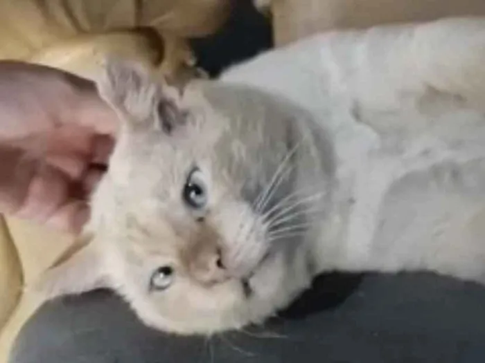 Gato ra a Mestiço  idade 7 a 11 meses nome Samir 