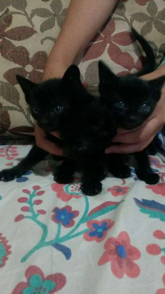 Gato ra a não sei idade Abaixo de 2 meses nome sem nome
