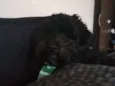 Cronos