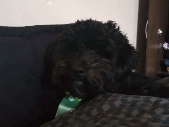 Cachorro raça Lhasa /Podle idade 1 ano nome Cronos