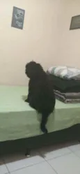 Cronos