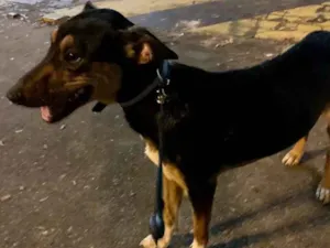 Cachorro raça  idade 7 a 11 meses nome Mel