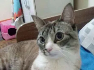 Gato raça siames/mestiça idade 2 anos nome Angel