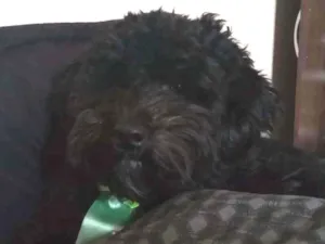 Cachorro raça Lhasa /Podle idade 1 ano nome Cronos