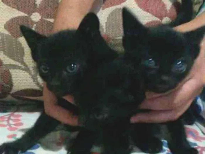 Gato ra a não sei idade Abaixo de 2 meses nome sem nome