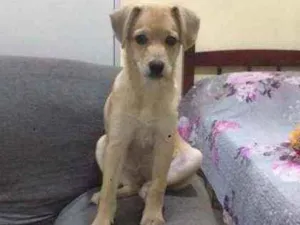 Cachorro raça Indefinida idade 7 a 11 meses nome Nylai