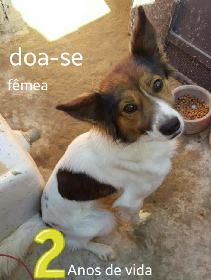Cachorro raça Indefinida idade 2 anos nome Lucily 