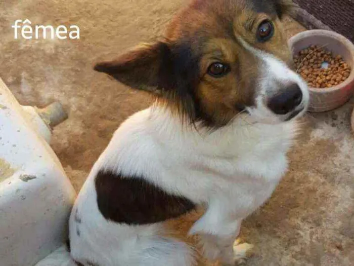 Cachorro raça Indefinida idade 2 anos nome Lucily 