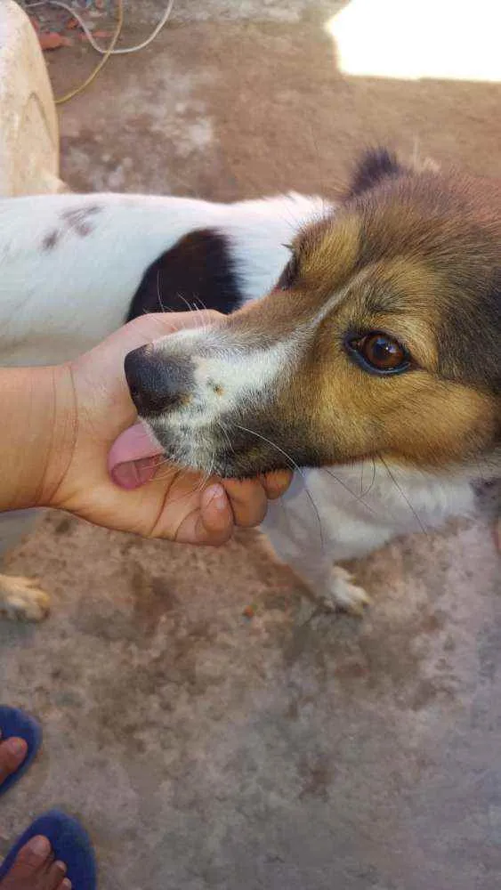 Cachorro raça Indefinida idade 2 anos nome Lucily 