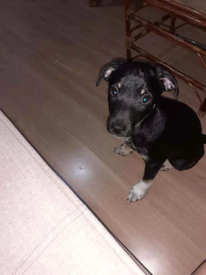 Cachorro ra a Vira lata idade 2 a 6 meses nome Sem nome