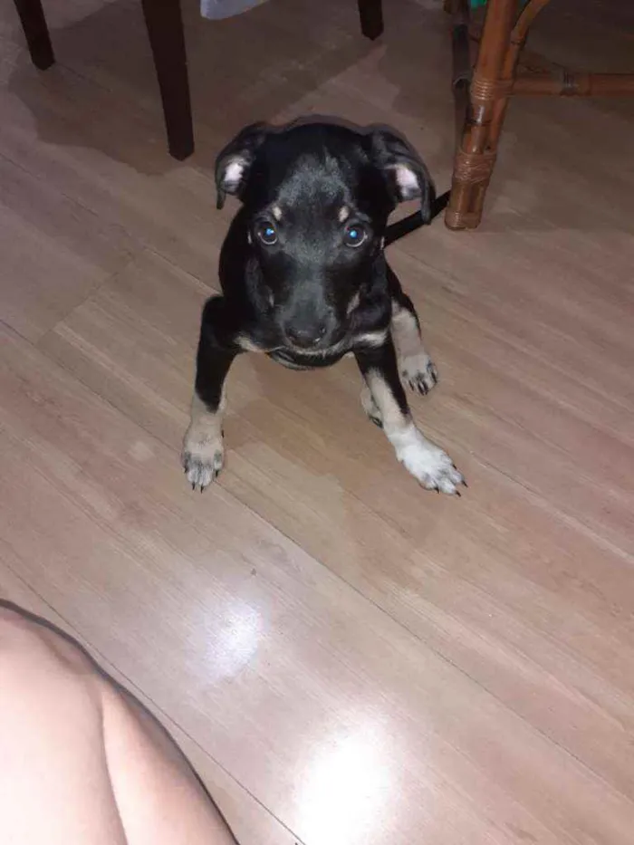 Cachorro ra a Vira lata idade 2 a 6 meses nome Sem nome