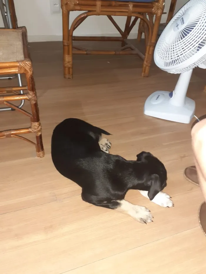 Cachorro ra a Vira lata idade 2 a 6 meses nome Sem nome