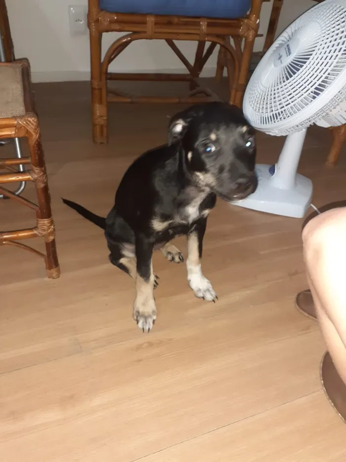 Cachorro ra a Vira lata idade 2 a 6 meses nome Sem nome