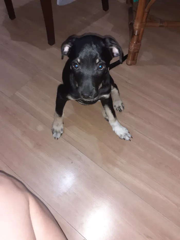 Cachorro ra a Vira lata idade 2 a 6 meses nome Sem nome