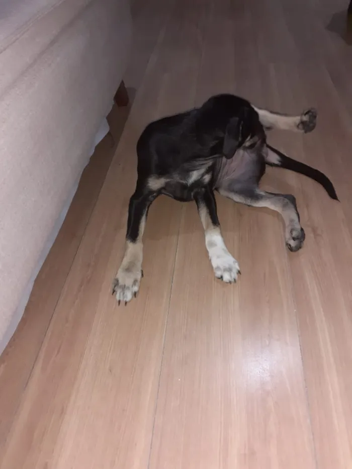 Cachorro ra a Vira lata idade 2 a 6 meses nome Sem nome
