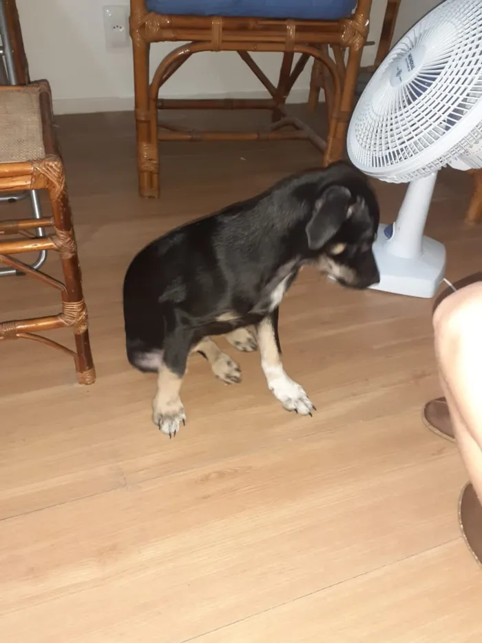 Cachorro ra a Vira lata idade 2 a 6 meses nome Sem nome