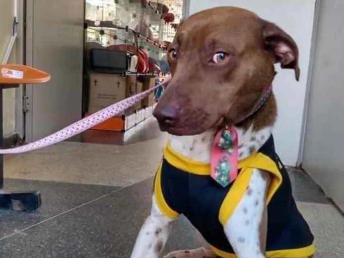 Cachorro ra a Mestiço  idade 7 a 11 meses nome Ralf 