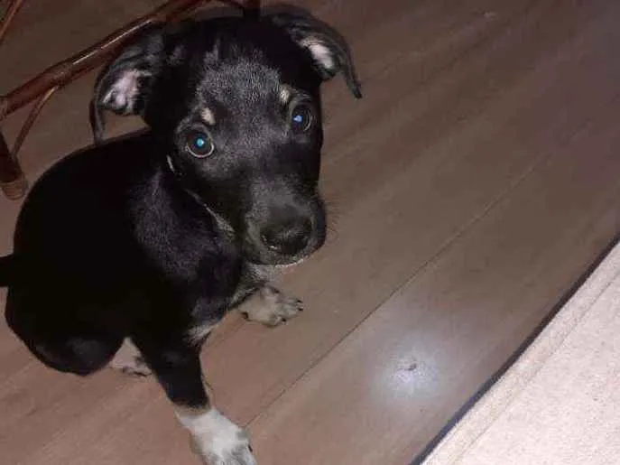 Cachorro ra a Vira lata idade 2 a 6 meses nome Sem nome