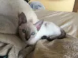 Gatinha