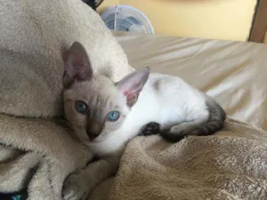 Gato raça Vira lata  idade 2 a 6 meses nome Gatinha