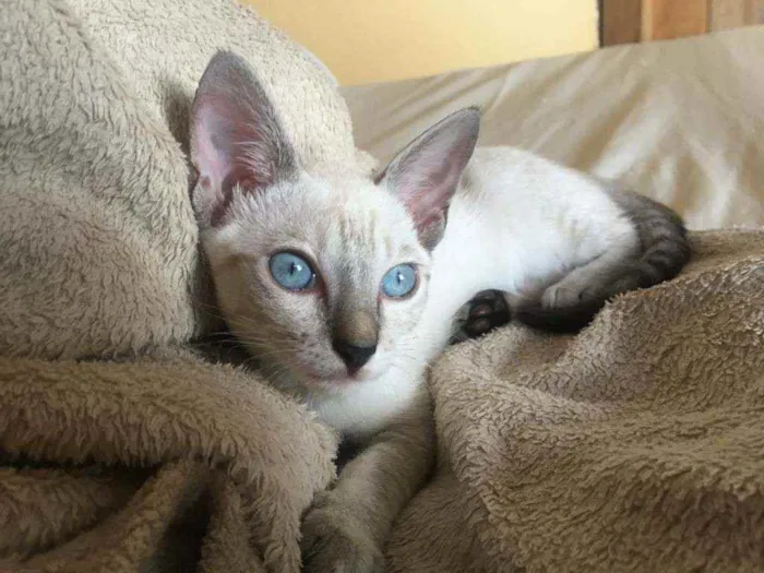 Gato raça Vira lata  idade 2 a 6 meses nome Gatinha