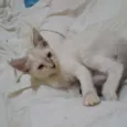 Gatinho