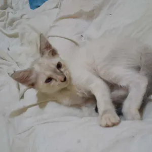Gato raça Vira lata  idade Abaixo de 2 meses nome Gatinho