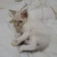 Gatinho