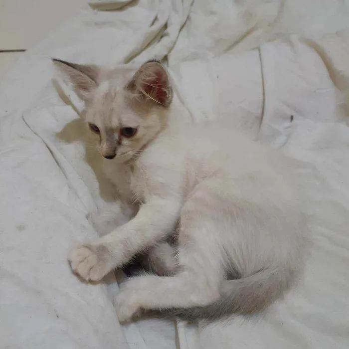 Gato raça Vira lata  idade Abaixo de 2 meses nome Gatinho