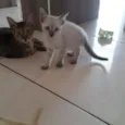 Gatinho