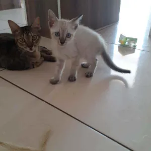 Gato raça Vira lata  idade Abaixo de 2 meses nome Gatinho