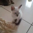Gatinho
