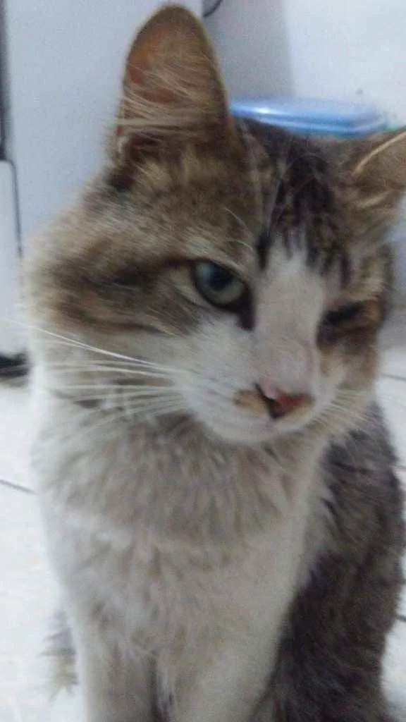 Gato ra a Não sei idade 4 anos nome Maique