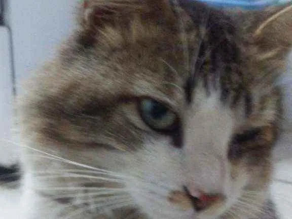 Gato ra a Não sei idade 4 anos nome Maique