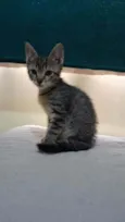 Gatinho
