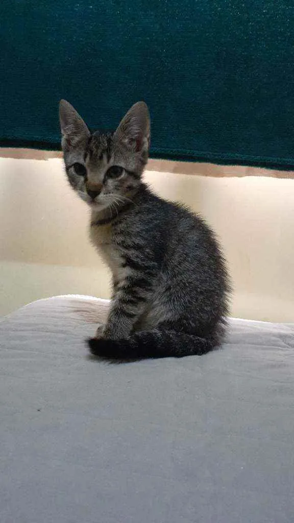 Gato raça Vira lata  idade 2 a 6 meses nome Gatinho