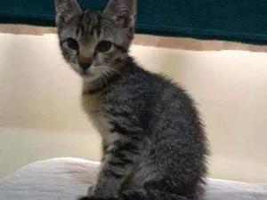 Gato raça Vira lata  idade 2 a 6 meses nome Gatinho