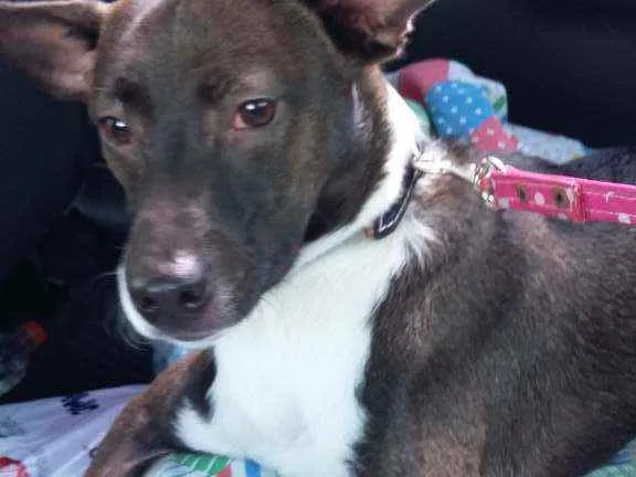 Cachorro ra a SRD idade 1 ano nome Spyke