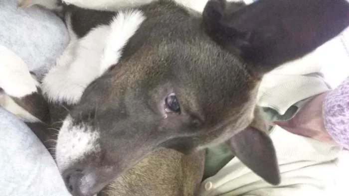 Cachorro ra a SRD idade 1 ano nome Spyke