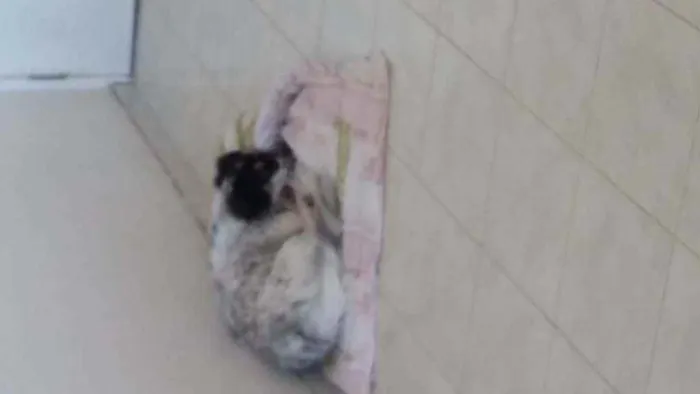 Cachorro ra a SRD idade 2 anos nome Maria