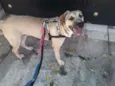 Aquiles