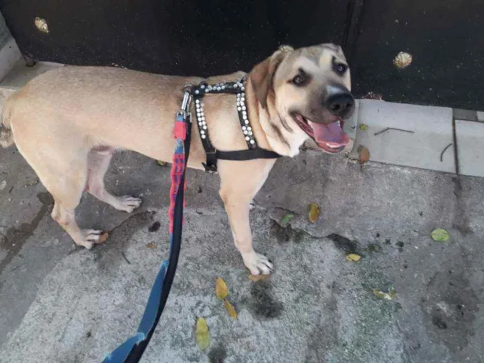 Cachorro ra a SRD idade 1 ano nome Aquiles