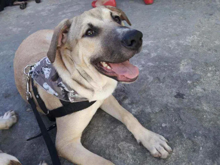 Cachorro ra a SRD idade 1 ano nome Aquiles