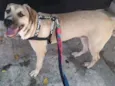 Aquiles