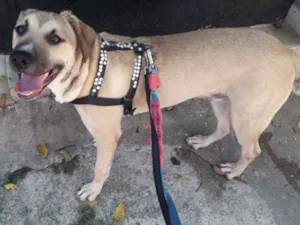 Cachorro raça SRD idade 1 ano nome Aquiles