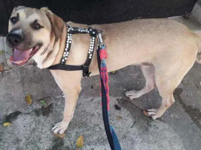 Cachorro ra a SRD idade 1 ano nome Aquiles