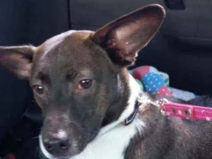 Cachorro raça SRD idade 1 ano nome Spyke