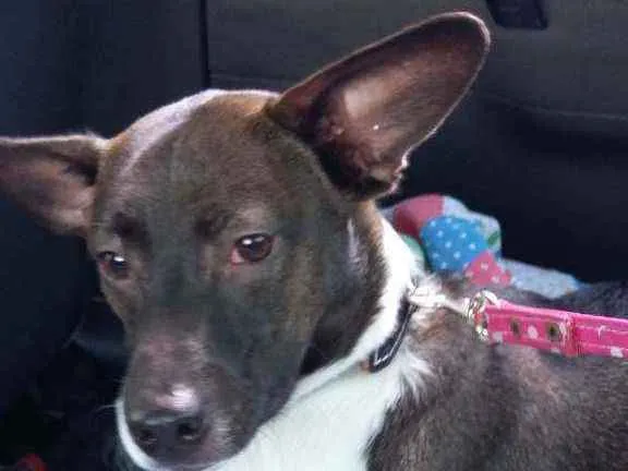 Cachorro ra a SRD idade 1 ano nome Spyke
