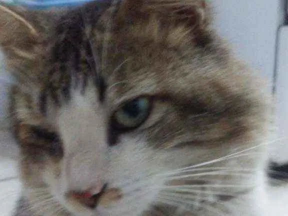 Gato ra a Não sei idade 4 anos nome Maique