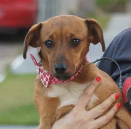 Cachorro ra a  idade 7 a 11 meses nome Não sei 